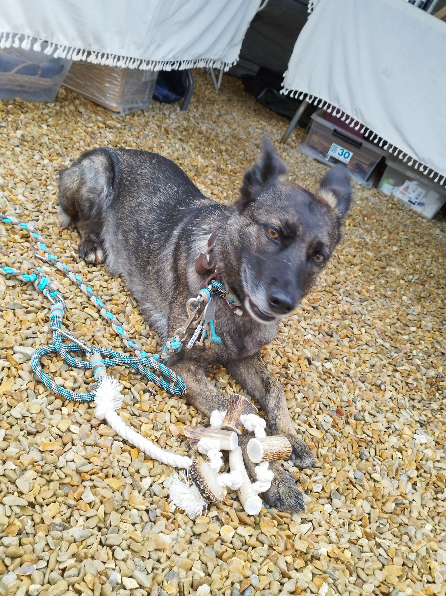 Corde pour chien avec bois de cerf L - L endroit par Fée